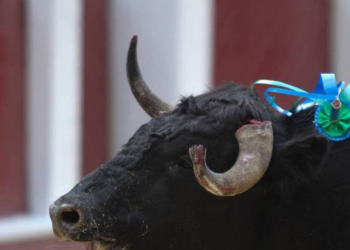 Radican otra vez proyecto de ley para prohibir las corridas de toros en el país