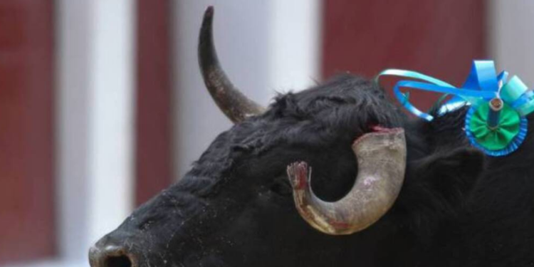 Radican otra vez proyecto de ley para prohibir las corridas de toros en el país