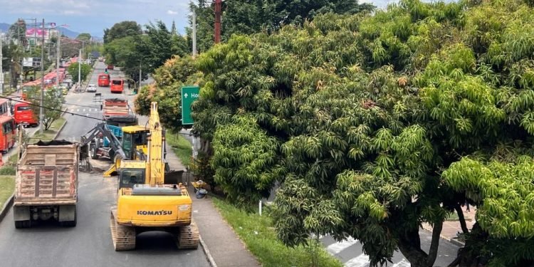 Buscan talar 195 arboles para construir el puente de la calle 60 en Ibagué
