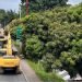 Buscan talar 195 arboles para construir el puente de la calle 60 en Ibagué
