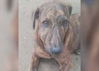 Hombre judicializado por ataque a cachorra en Ibagué