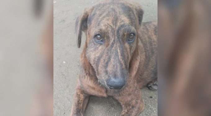 Hombre judicializado por ataque a cachorra en Ibagué