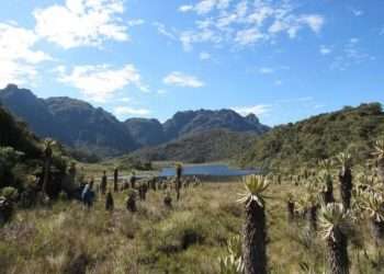 Declaran parque natural regional Loros Andinos en Roncesvalles, Tolima