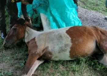 Rescate urgente de equino en Barrio Ecoparaíso de Ibagué