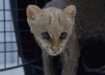 Rescatan a Jaguarundi en El Espinal