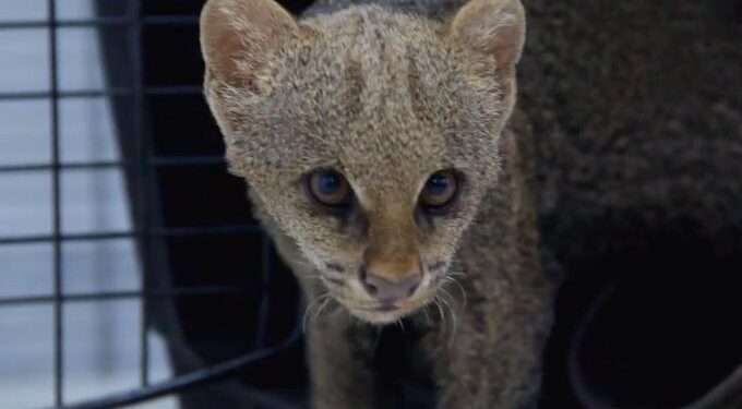 Rescatan a Jaguarundi en El Espinal