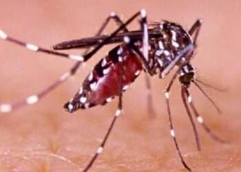 Preocupante aumento de casos de dengue en Ibagué