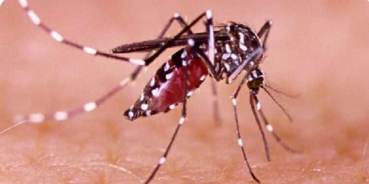 Preocupante aumento de casos de dengue en Ibagué