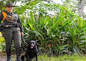 Osaka, la heroína canina que frustró un millonario envío de cocaína en Ibagué