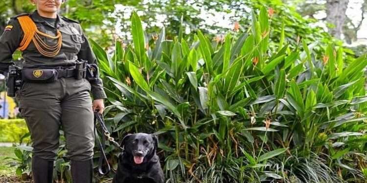 Osaka, la heroína canina que frustró un millonario envío de cocaína en Ibagué