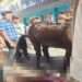 Ataque con cuchillo a caballo durante fiestas locales en Casabianca, Tolima