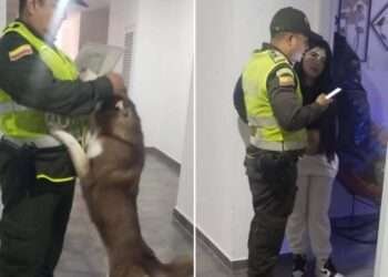 Autoridades de Ibagué verifican condiciones de perro ante denuncias de maltrato