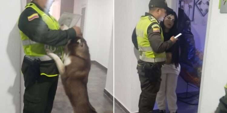 Autoridades de Ibagué verifican condiciones de perro ante denuncias de maltrato