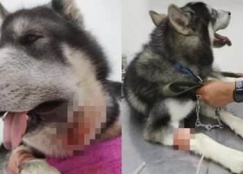 Valiente husky siberiano defiende a niños de serpiente venenosa en Mariquita