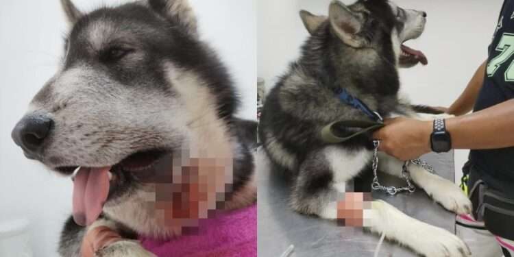 Valiente husky siberiano defiende a niños de serpiente venenosa en Mariquita