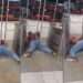 Mujer atrapada al intentar colarse en transmilenio
