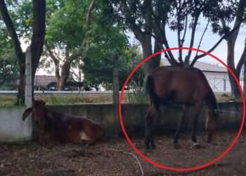 Caballo rescatado en el Barrio La Gaviota por el CAPA de Ibagué