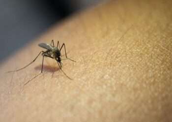 Alarmante situación en Ibagué: se investiga posible víctima mortal por dengue