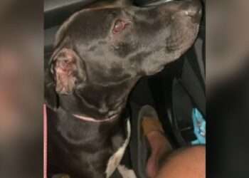 Rescatan a perrita vĆctima de abuso sexual en Melgar