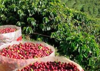 Cafeteros colombianos anuncian plantón nacional por falta de apoyo gubernamental