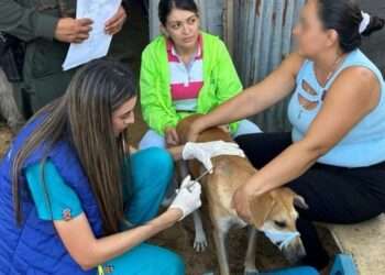 Perros heridos al defender a sus dueños en invasión en Ibagué