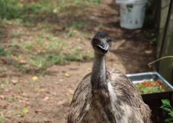Emú macho trasladado a CAFAM en Melgar, Tolima