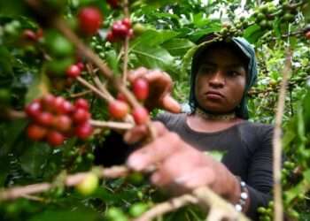 Emergencia agrícola en Villahermosa por fuertes lluvias