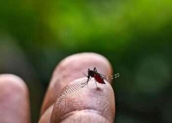 Alarmante aumento de casos de dengue en Ibagué