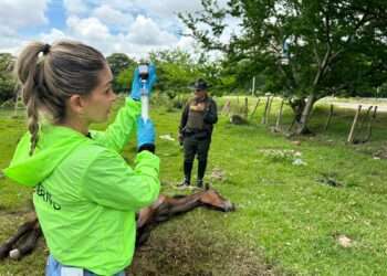 Eutanasia compasiva: veterinarios de IbaguƩ atienden a yegua con cƔncer terminal