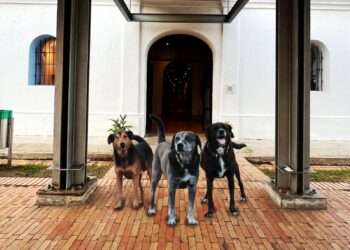 Alcaldía de Ibagué brindará hogar y atención veterinaria a los guardianes del Museo