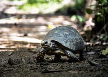 Hoy es el día mundial de la tortuga, ¿como se protege esta especie en el Tolima?
