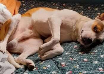 Cruel asesinato de un canino a golpes de un agresor tolimense