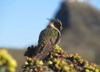 Propuesta de cobro de ingreso al Parque Nacional Natural Los Nevados en el Tolima