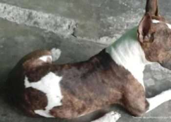 Condenado hombre que dio de baja a un canino en el Guamo
