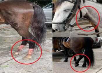 Denuncian maltrato animal durante cabalgata en El Espinal