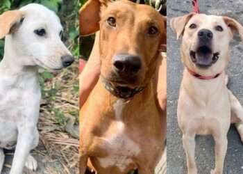 Gran Feria Animalista en Ibagué: Adopta, Dona y Cambia una Vida