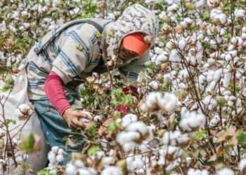Agricultores de algodón en Tolima denuncian que estÔn al borde de la quiebra
