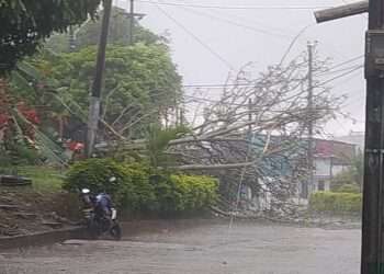 Tormenta en Ibagué causa caos: viviendas inundadas y árboles derribados