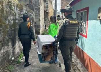 Ibagué fortalece la lucha contra el maltrato animal: Ruta para denuncias y protección