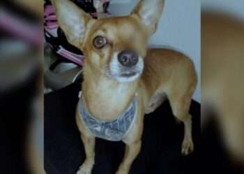 Imputan a dos hombres por brutales casos de maltrato animal en IbaguƩ y Mariquita