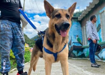 Adopte una mascota en CAPA: requisitos y beneficios de dar hogar