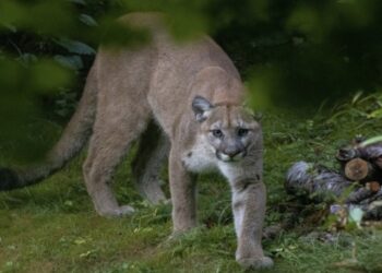Instalan cámaras trampa en Cajamarca para monitorear a puma tras ataques a ganado