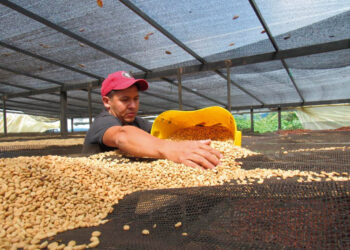 Histórico aumento en el precio de la carga de café en Colombia