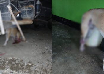 Denuncian atropello y muerte de perros en obra vial en Venadillo, Tolima