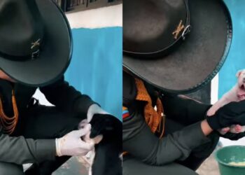 Rescatan a perrita y sus nueve cachorros en Ibagué: pronto estarán en adopción