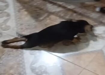Indignación en Lérida por brutal caso de maltrato animal