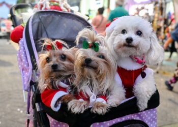 Más de 100 mascotas protagonizan el Desfile Navideño en Ibagué