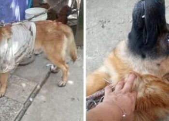 Indignación en Fresno por agresión a machete contra Max, un perrito rescatado