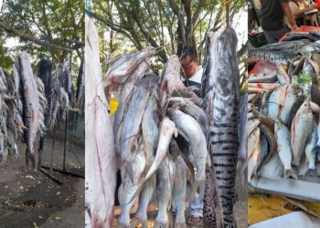 Desde La Dorada llega el mejor pescado al puerto de Barrancabermeja