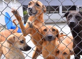 Ibagué estrenará MegaCapa: un nuevo hogar para los animales en condición de calle